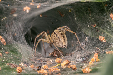 Spinne im Netz mit Beute