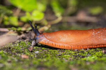 Nacktschnecke auf Moos