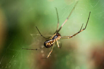 Spinne im Netz