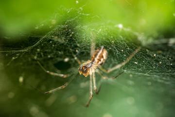 Spinne im Netz