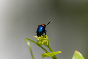 Blue milkweed beetle it has blue wings and a red head