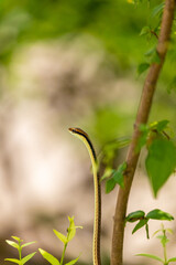 copperhead racer, Coelognathus radiatus, background.