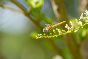 Closeup of beautiful dragonfly sitting on the leaf in sunlight