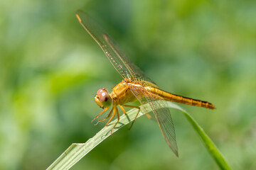 Closeup of beautiful dragonfly sitting on the leaf in sunlight