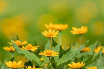 Yellow cosmos flower, background.