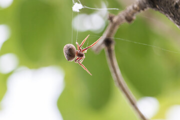 Closeup brown orb spider on the tree.