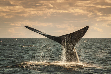 Fototapeta premium Sohutern right whale tail, endangered species, Patagonia,Argentina