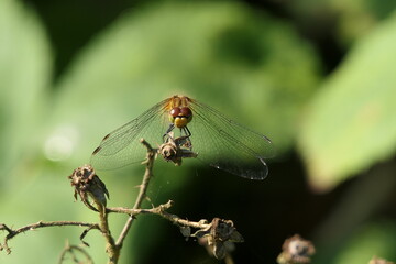 Blutrote Heidelibelle Weibchen frontal
