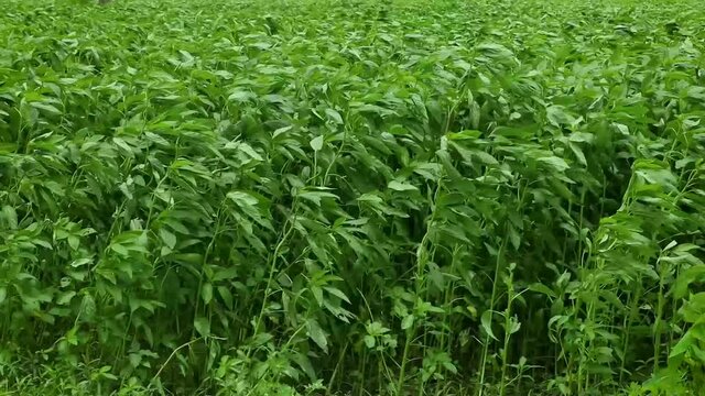 Jute Land or Jute Fields. Footage of jute fields in green Bengal. The green jute leaves are swaying in the wind.