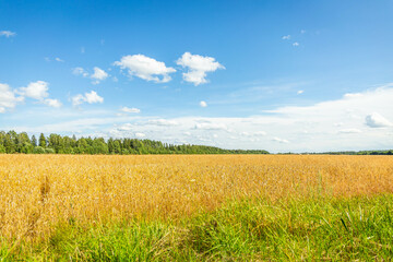 Fototapeta premium Wheat field, oblique strip of green forest in the distance and blue sky with clouds