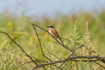bird sitting on a tree branch