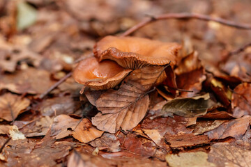 beautiful mushrooms under yellow, orange forest leaves