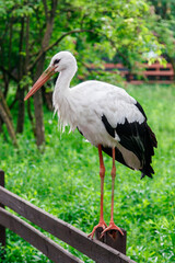beautiful stork stands on a fence