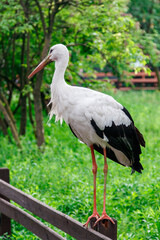 beautiful stork stands on a fence