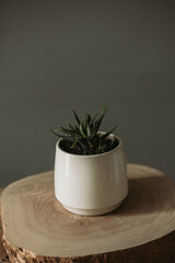 Succulent in ceramic pot standing on the table