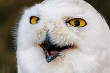 beautiful white owl with yellow eyes and beak