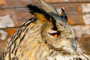 beautiful owl with yellow eyes and beak