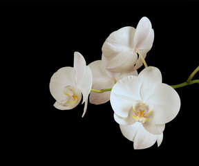 White flowers of the orchid plant isolated on a black background
