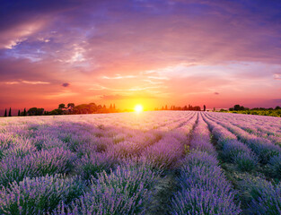Fototapeta na wymiar Beautiful landscape of lavender fields at sunset near Sault, Provence-France