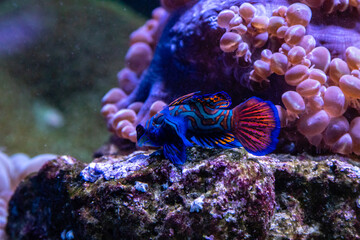 Mandarin Fish the Most Beautiful, Colorful and Amazing Fish