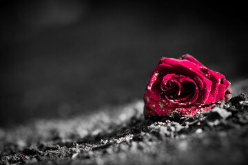 Rose auf Friedhof