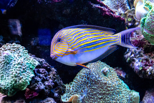Acanthurus lineatus fish