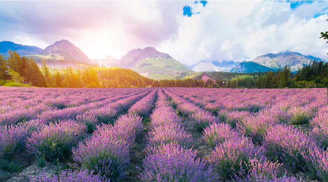 Beautiful landscape of lavender fields at sunset near Sault, Provence-France