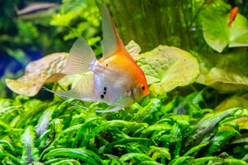Pterophyllum scalare fish