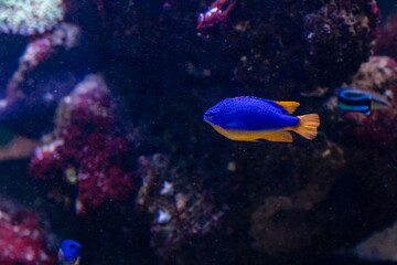 Fototapeta na wymiar beautiful fish Chrysiptera Parasema