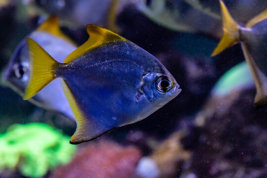 beautiful fish Monodactylus argenteus