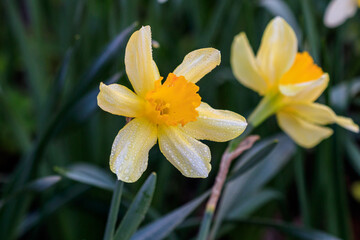 beautiful summer Cyclamineus daffodils
