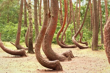 Obraz premium Crooked Trees or Crooked Forest (