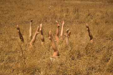 Group of mannequin legs with blood and planted in the field as if they had been cut. Horror concept...