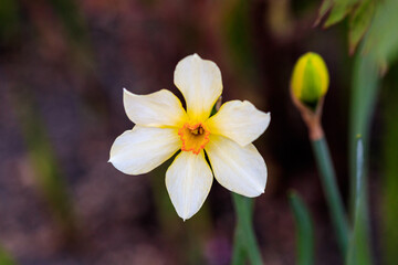 beautiful summer Poeticus daffodils