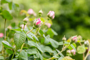 beautiful bushes of a blooming scarlet rose