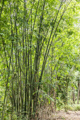 Obraz na płótnie Canvas bamboo forest