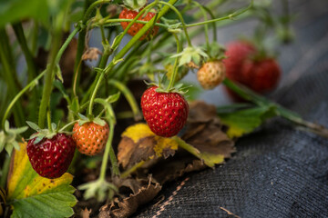 fresh tasty  strawberry fruit in garden