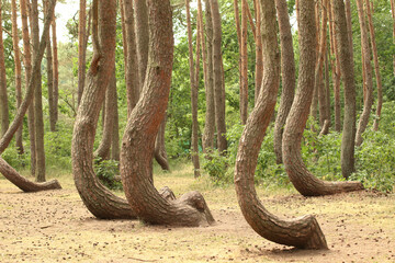 Obraz premium Crooked Trees or Crooked Forest (
