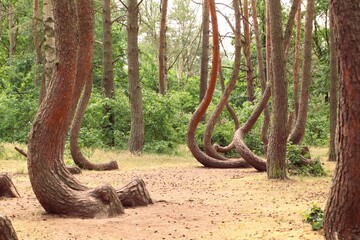 Crooked Trees or Crooked Forest (