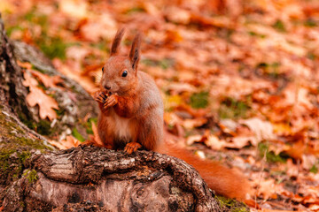 A beautiful redhead squirrel gnawing a nut near