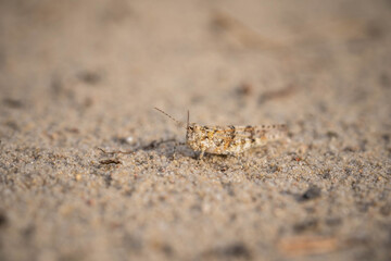 the grasshopper is hiding in the hot sand