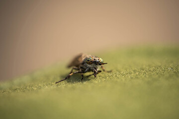 gadfly with amazing eyes, incredible wildlife, summer day