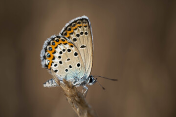 amazing beautiful butterfly, incredible wildlife, summer day