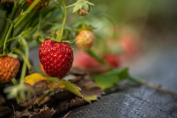 fresh tasty  strawberry fruit in garden