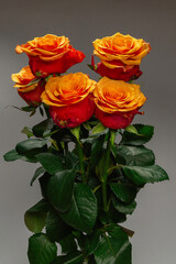 Orange rose isolated on a white background.