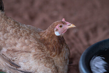 Hen
