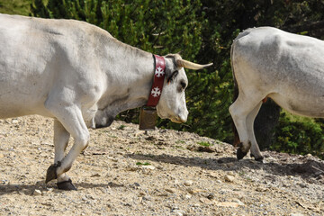 vache montagne Pyr&eacute;n&eacute;es Ari&egrave;ge Plateau de Beille France agriculture viande lait