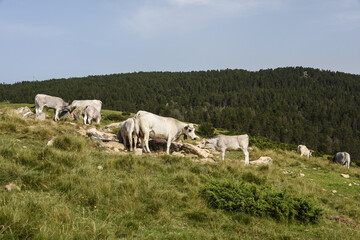 vache montagne Pyrénées Ariège Plateau de Beille France agriculture viande lait