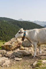 vache montagne Pyrénées Ariège Plateau de Beille France agriculture viande lait