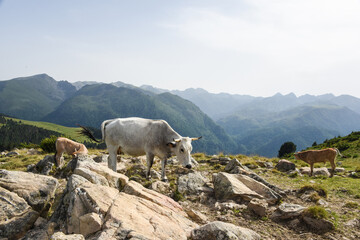 vache montagne Pyr&eacute;n&eacute;es Ari&egrave;ge Plateau de Beille France agriculture viande lait